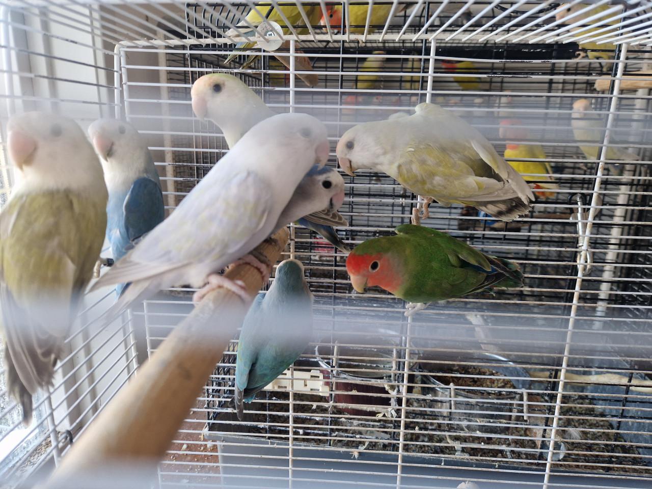 Te koop: Agapornis Roseicollis en Personatas in diverse kleuren.