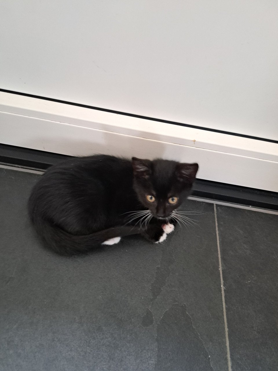 2 lieve kittens