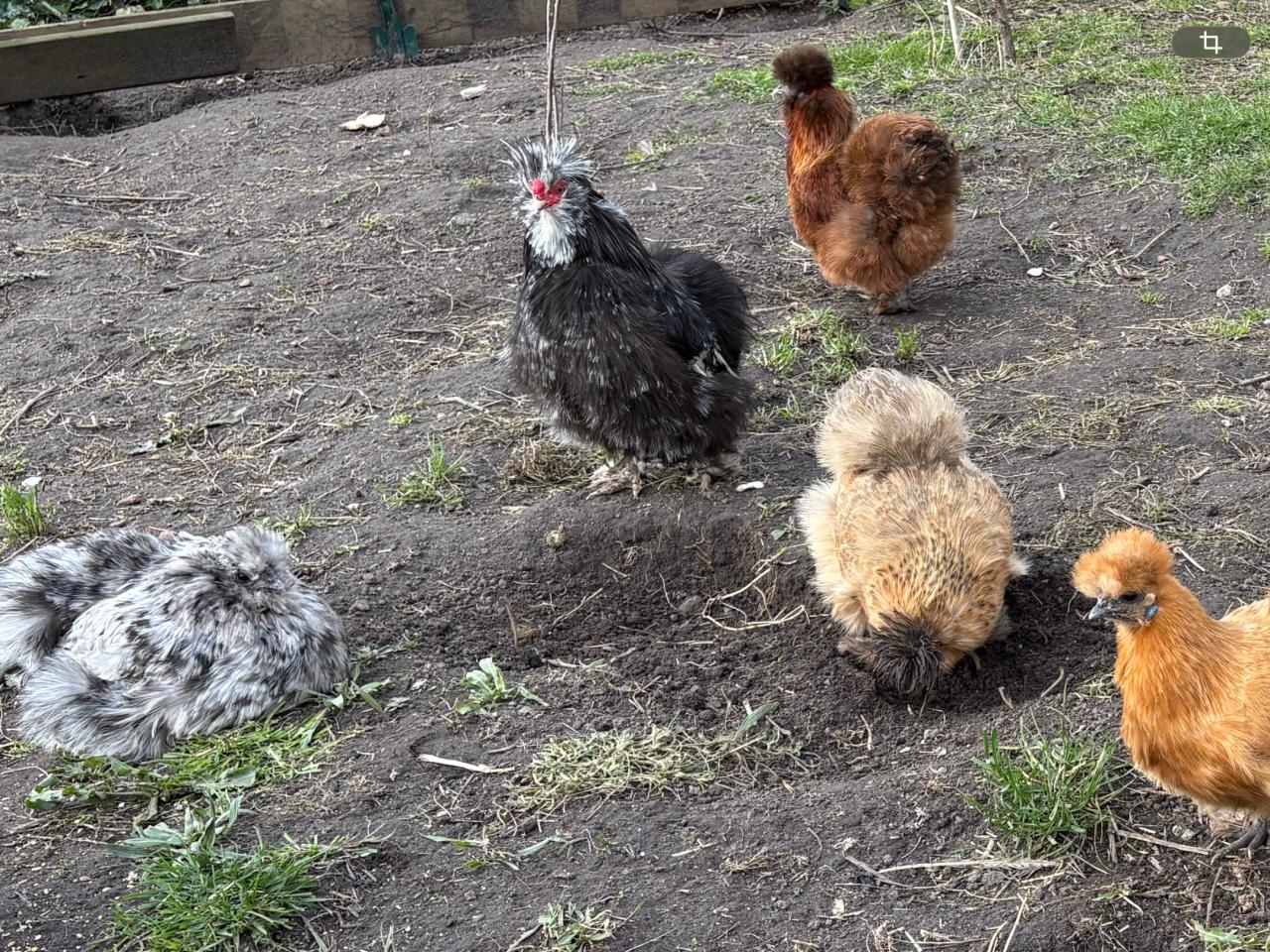 Broedeieren zijdehoen