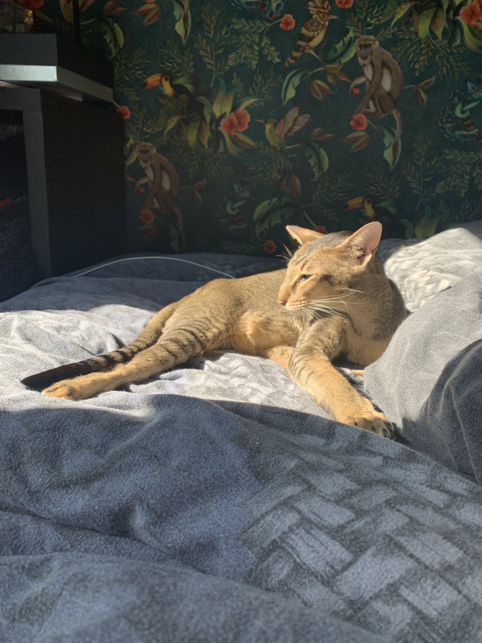 Oosters korthaar kater