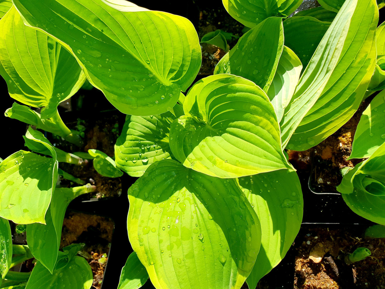 Lelietje-van-Dalen en Hosta's