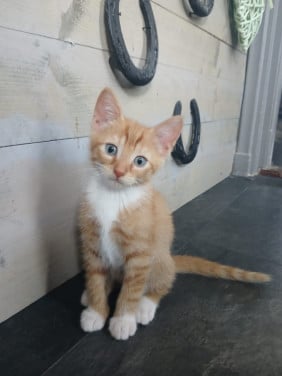 Twee rode kittens (poesjes)