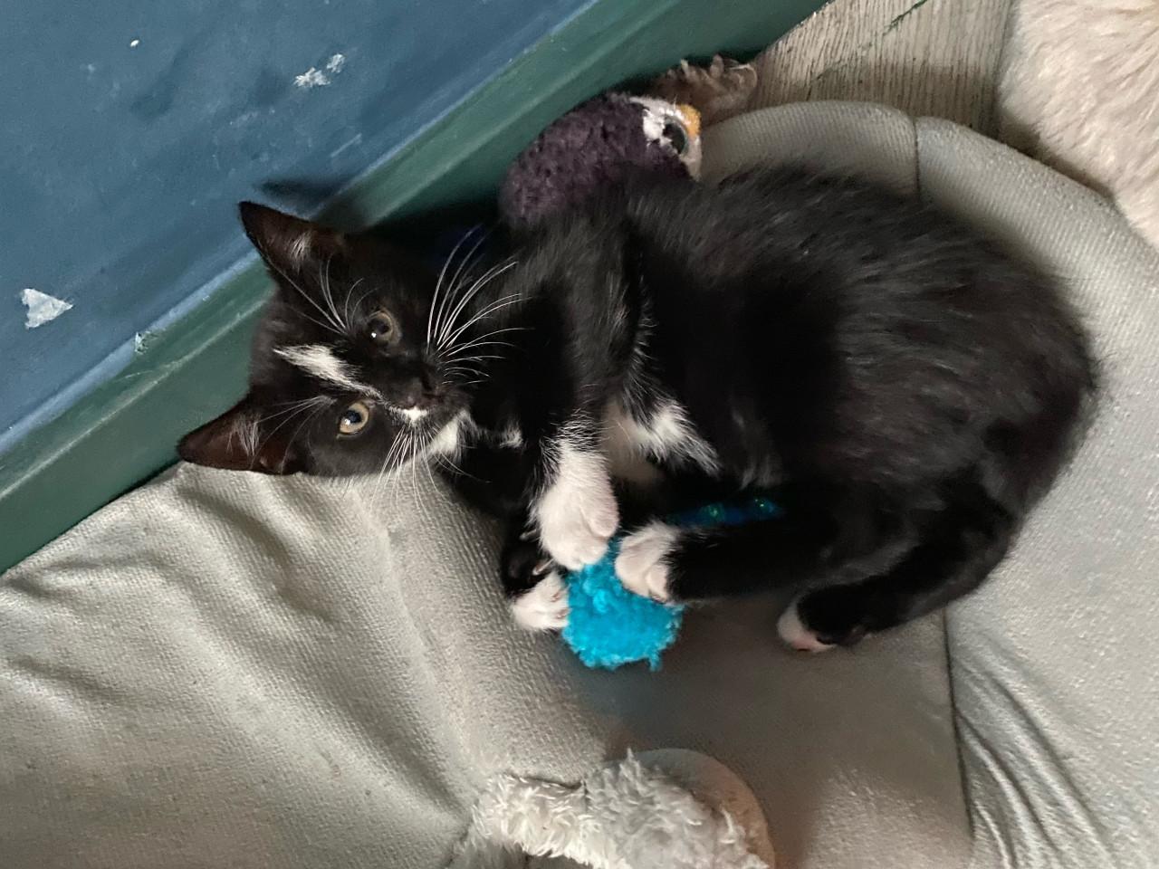 🐾 Kittens (ingeent, ontwormd, ontvlooid) op zoek naar een gouden mandje 🐾