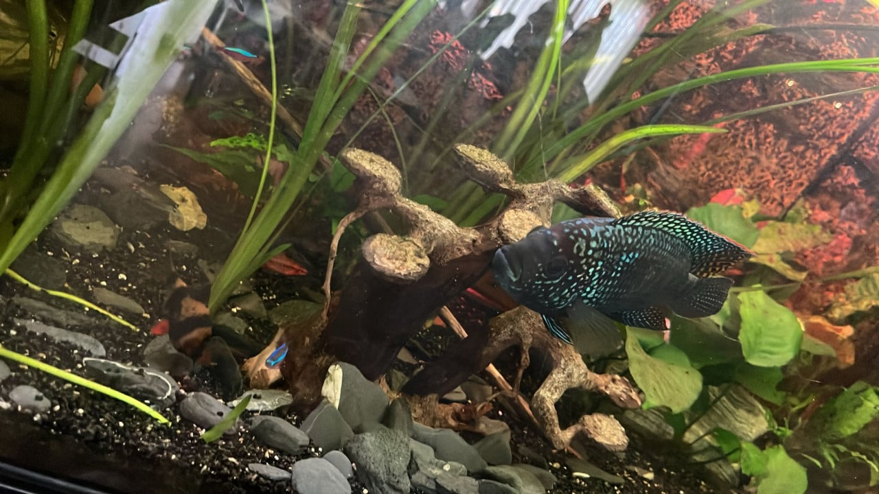 750 liter aquarium met diverse vissen