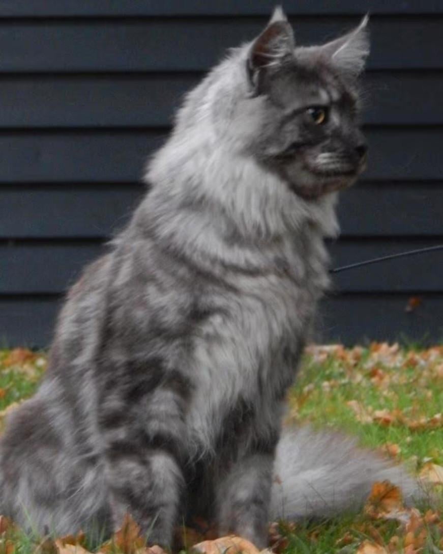 Maine coon dekker niet te koop !
