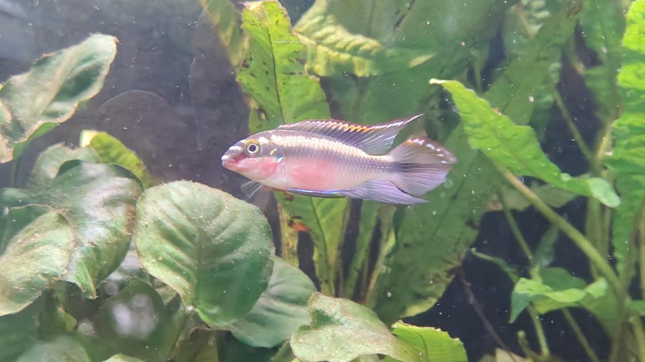 Kersenbuik chichlides