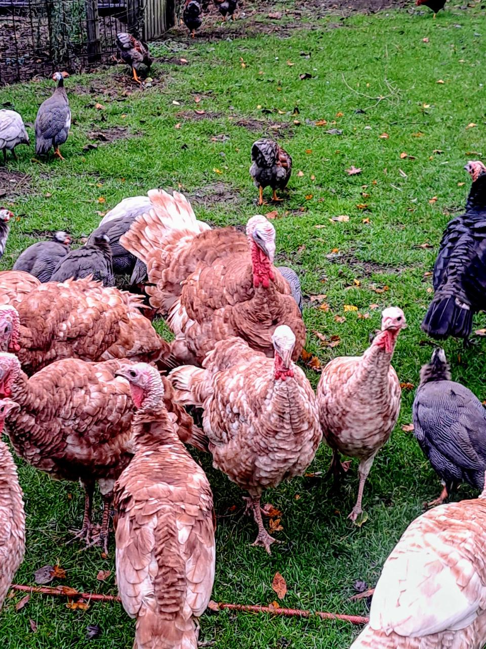 Rode Ardenner Kalkoenen