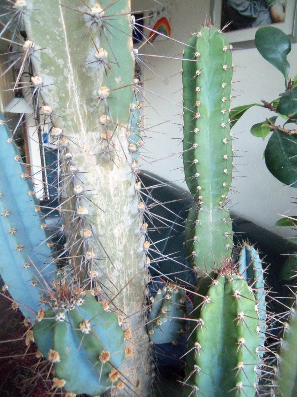 CACTUS 34 JAAR OUD,120 CM HOOG