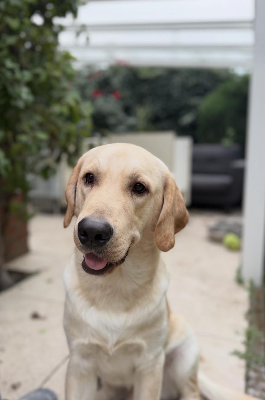 Duitse herder - labrador pups (nog 1 teefje beschikbaar)