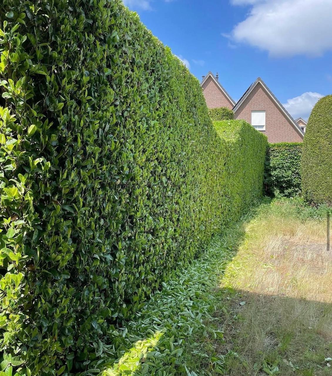 Tuin man/ hovenier