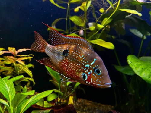 THORICHTHYS ELLIOTI koppel