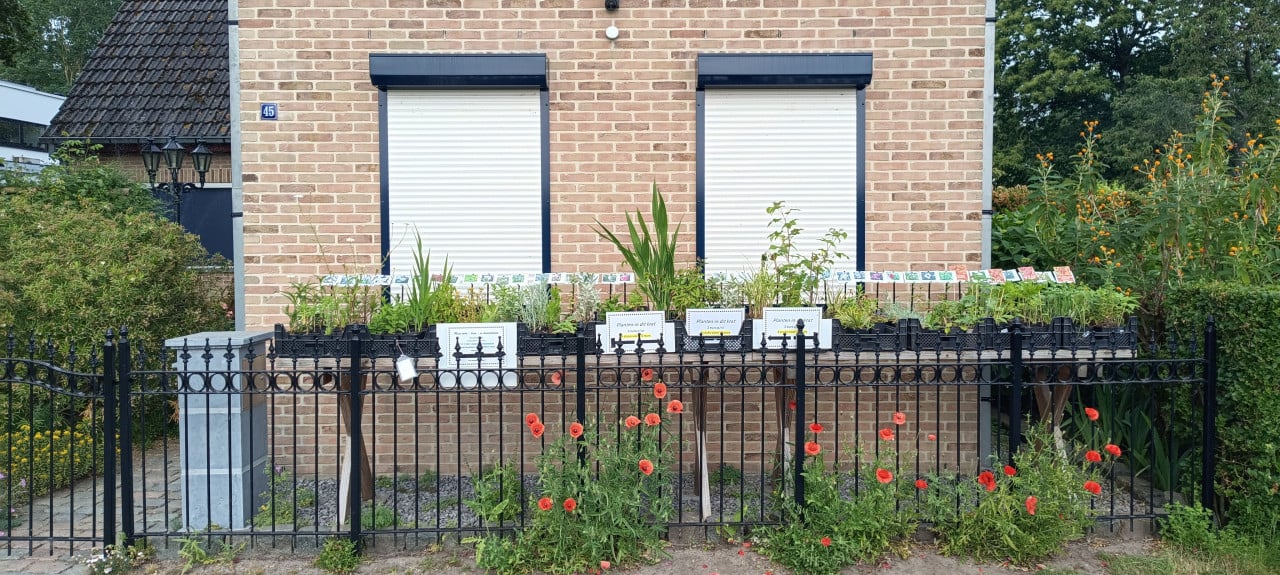 Vaste,- vlinder,- en bijenplanten maar ook groenteplanten in ons kraampje !