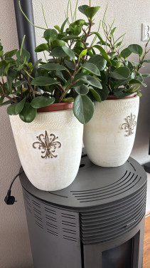 Planten