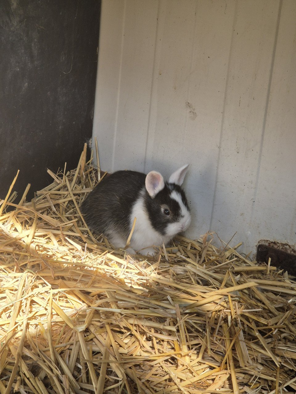 Babykonijntjes te koop!