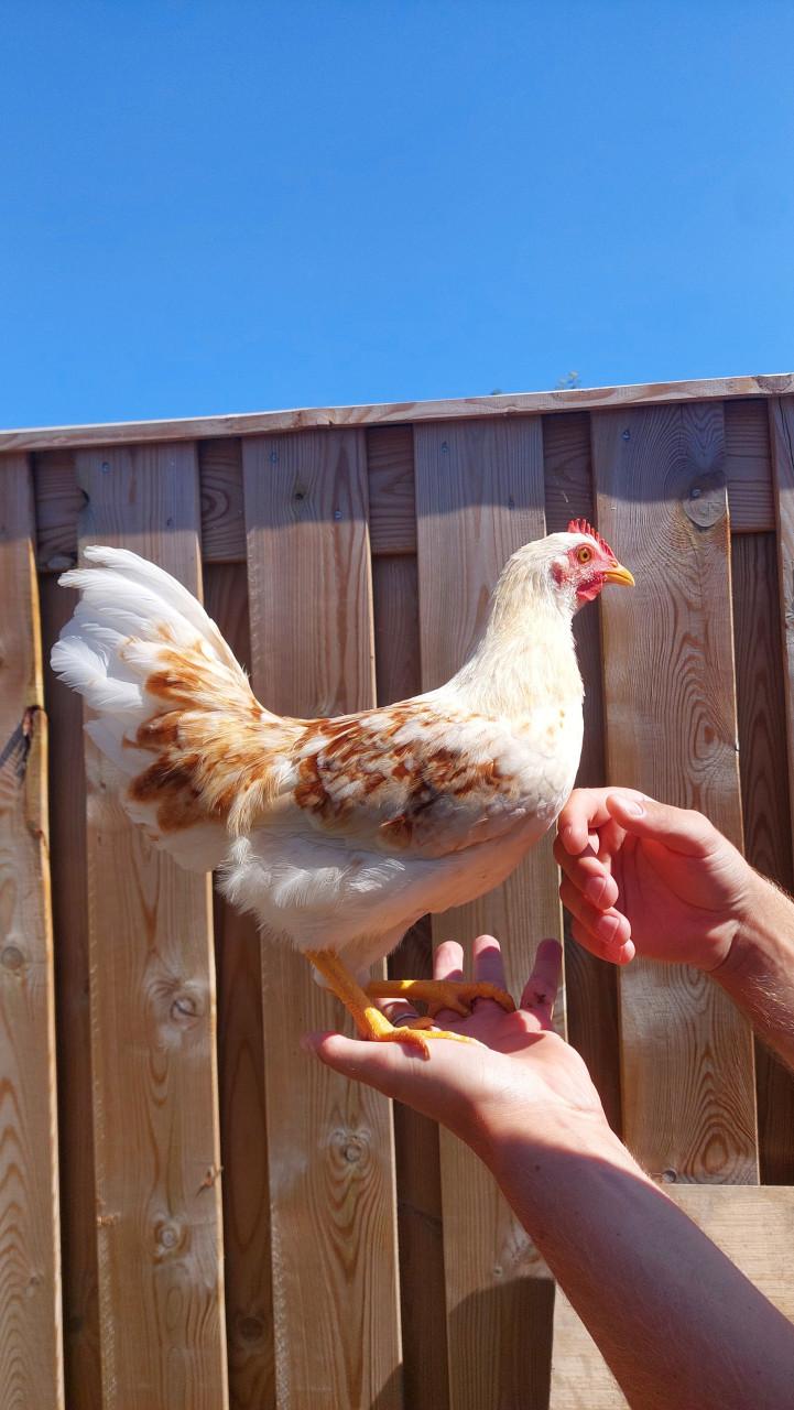 1 hen en 4 hanen zoeken een huisje!