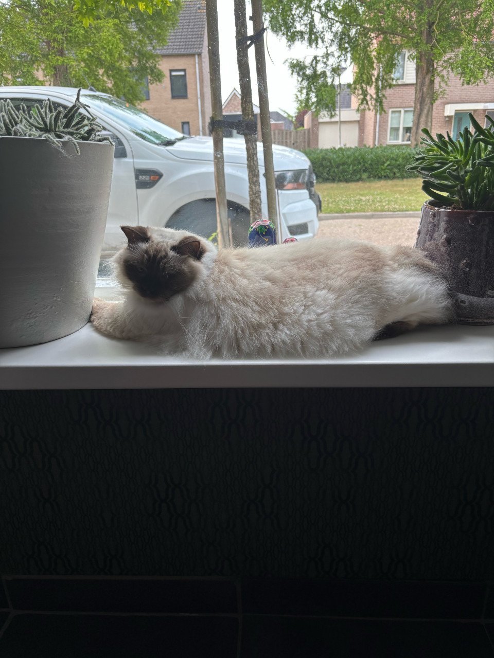 Ragdol poes