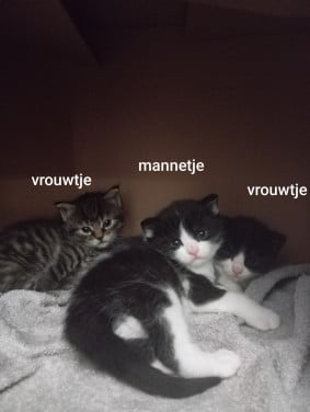 Kittens