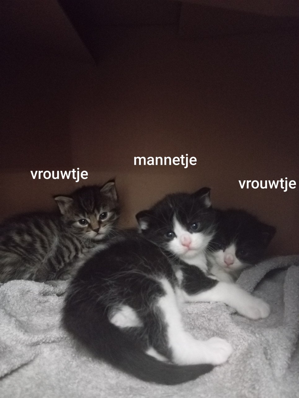 Kittens