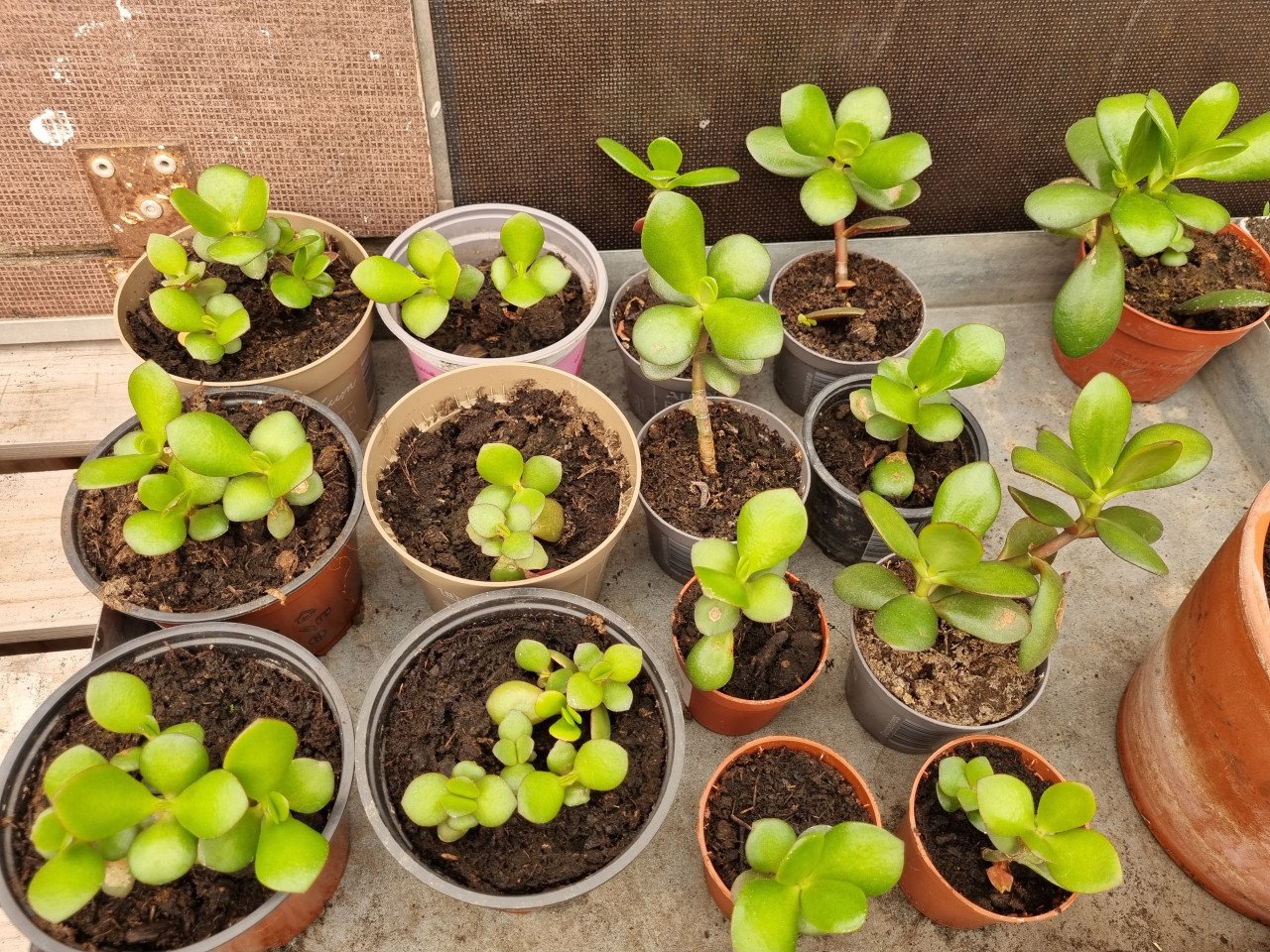 Vetplanten (binnenplaatsen, in ieder geval swinters)