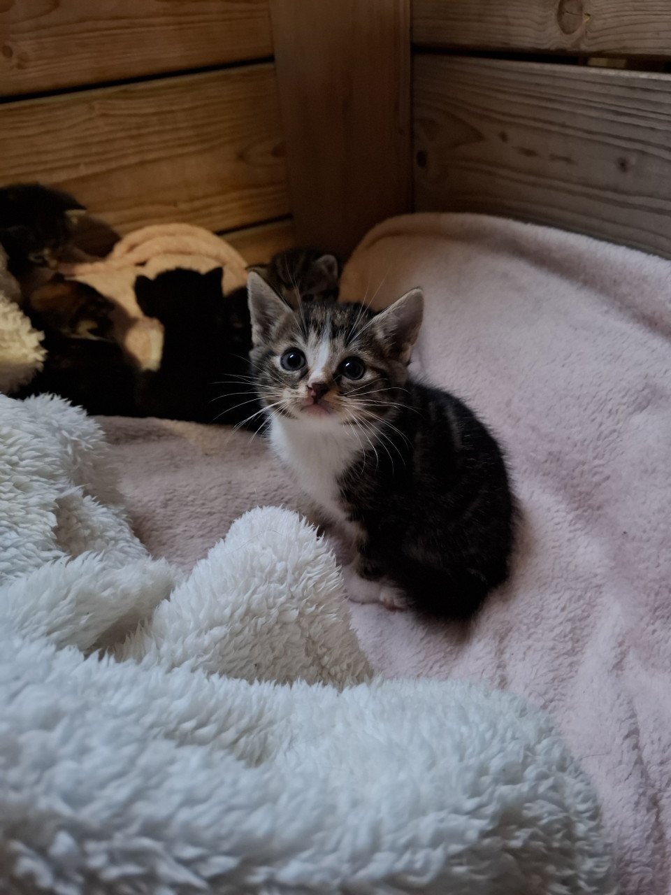 Kittens