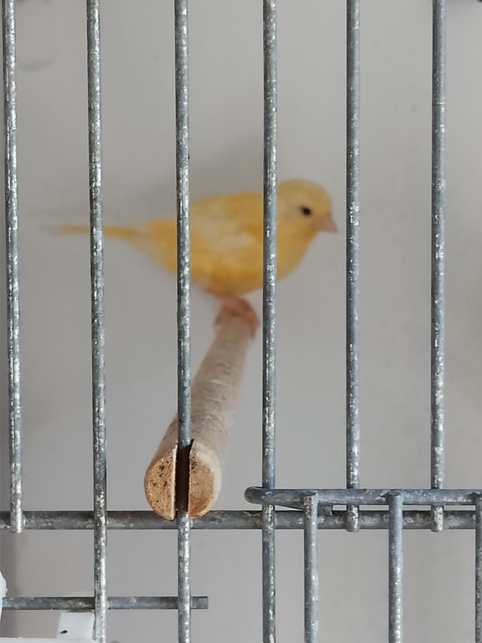 Jonge kanarie man