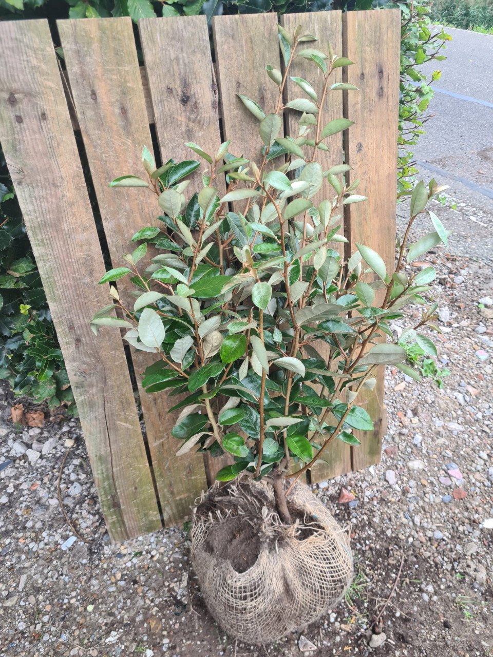 Olijfwilg haagplanten in alle soorten en maten