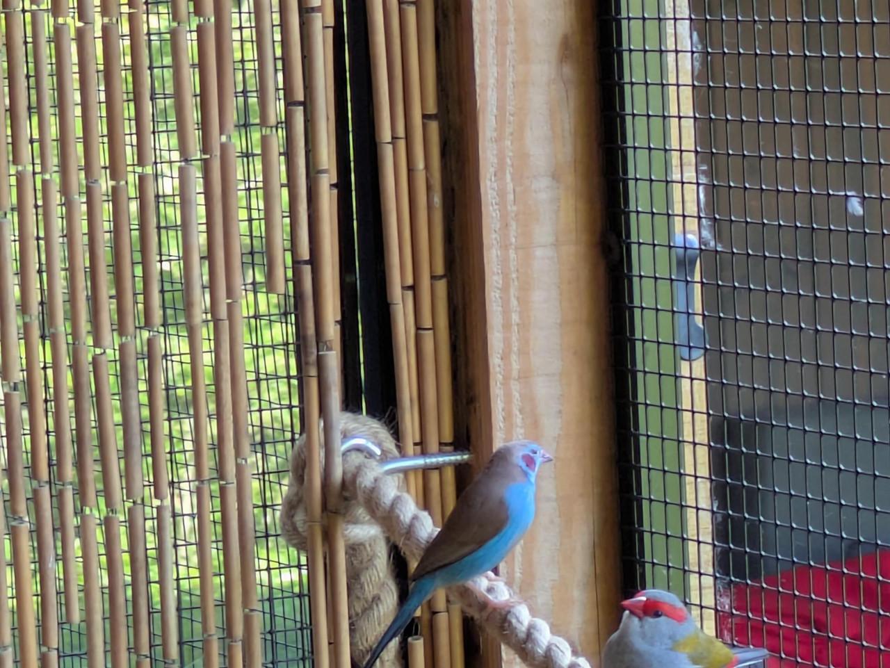 Roodwang blauwfazantje man