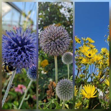 Vaste planten - tuinplantjes - plantenkraampje