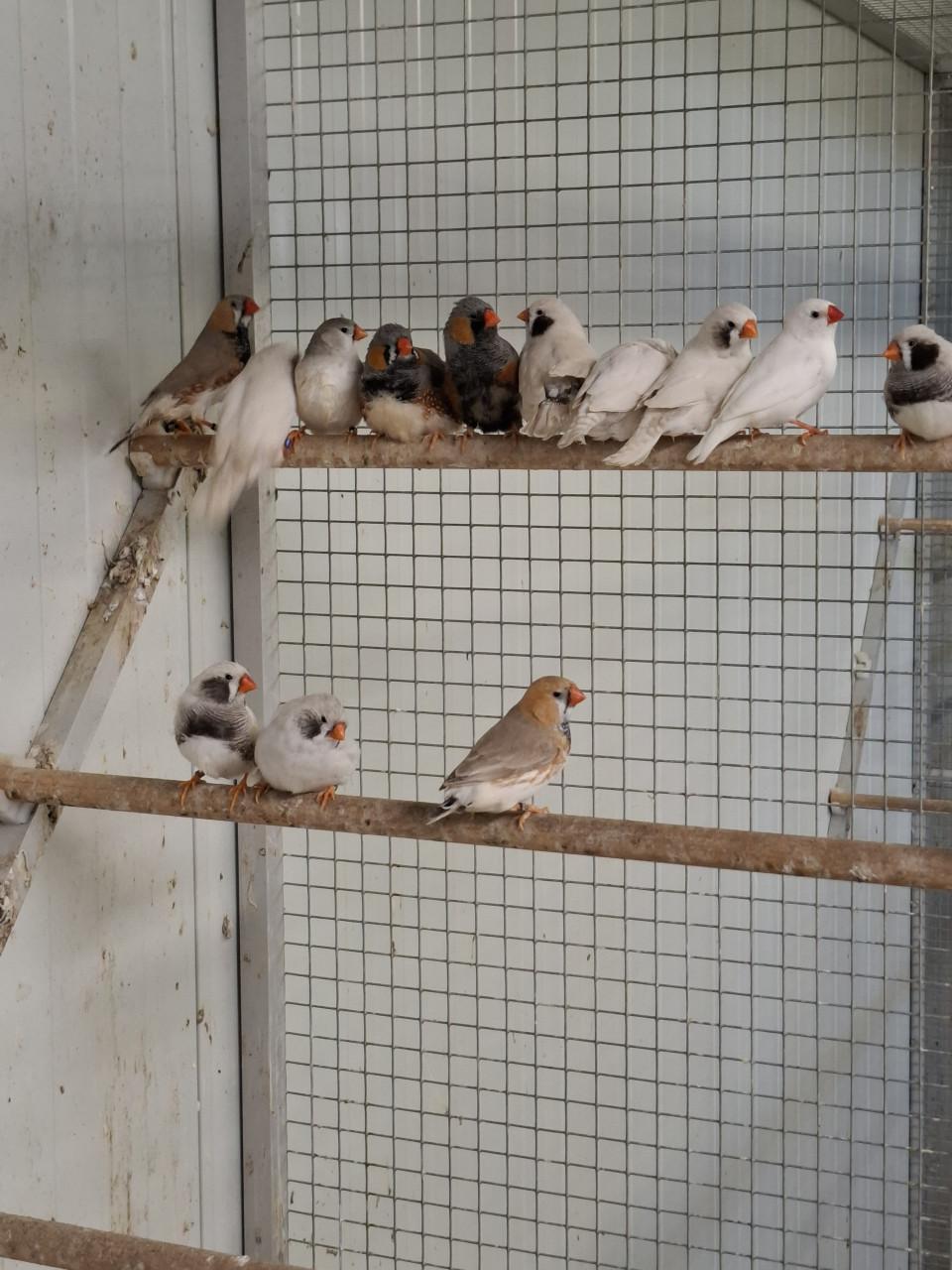 Zebravinken, witte zwartwangen