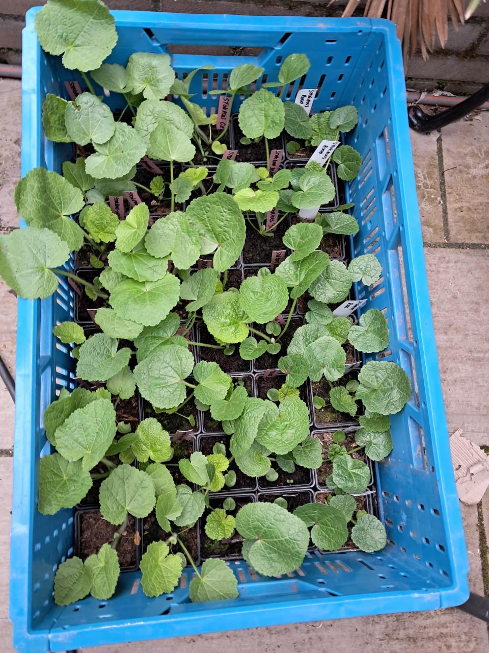 Aardbeien planten te koop