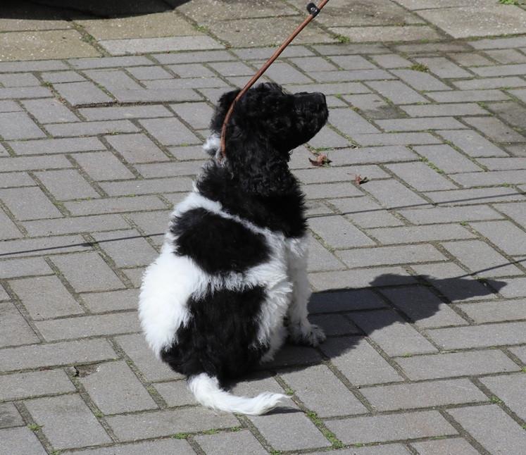 Labradoodle pups beschikbaar