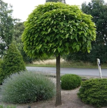 Catalpa boompjes in diverse maten