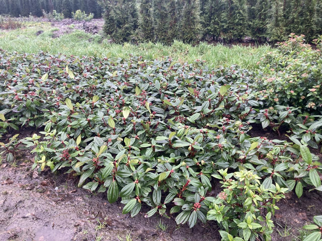 Viburnum tinus/davidii