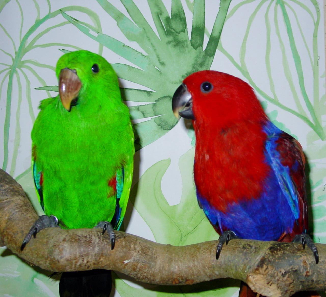 NG Edelpapegaaien eigen kweek en...........