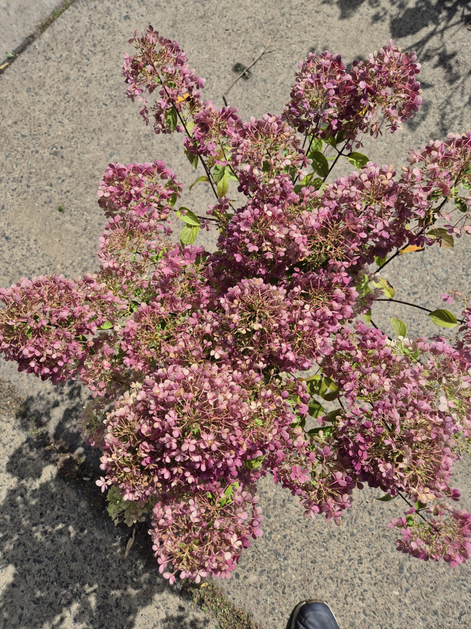 Pluimhortensia Bobo