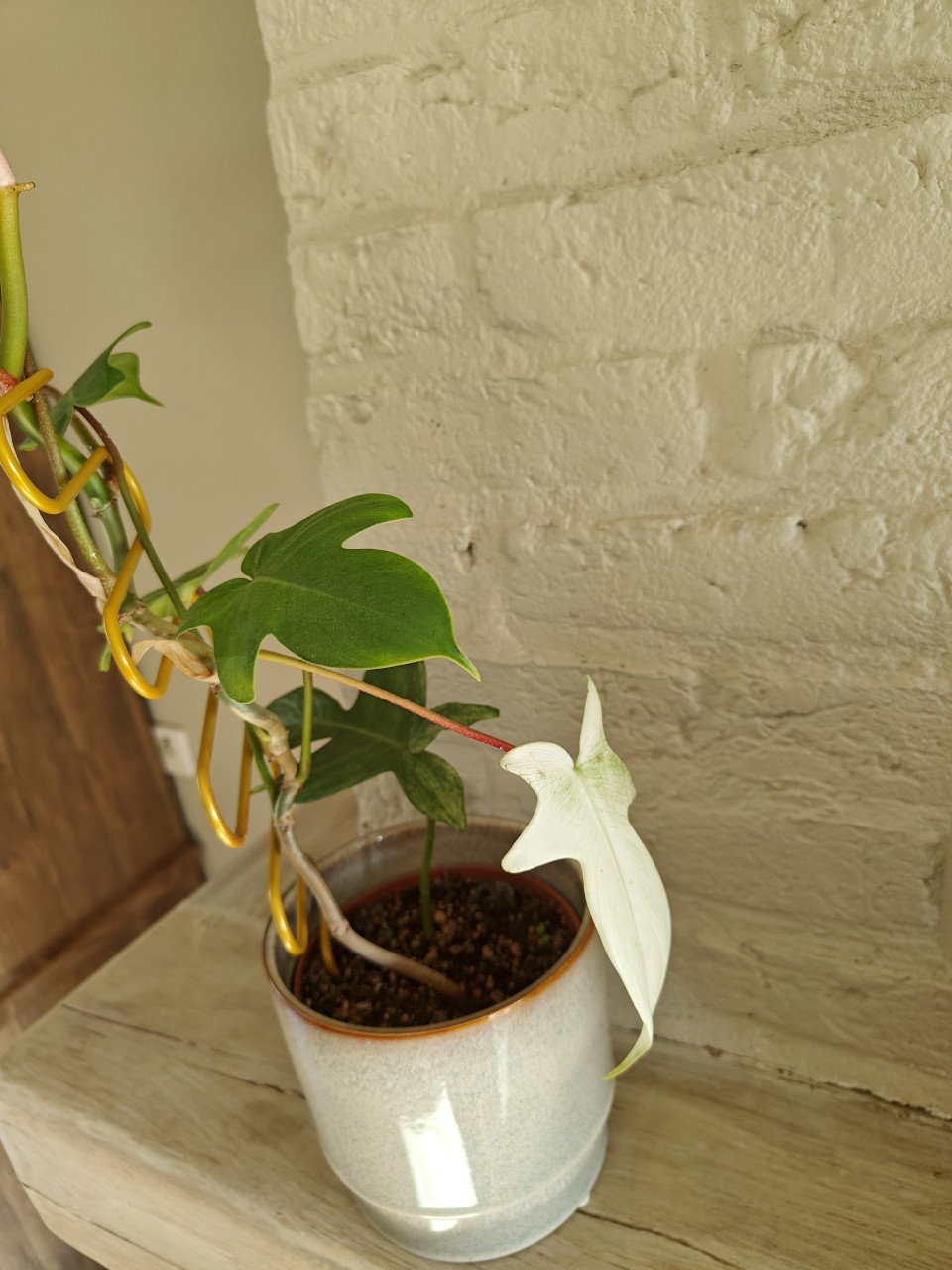 Kamerplant Philodendron Florida ghost plant