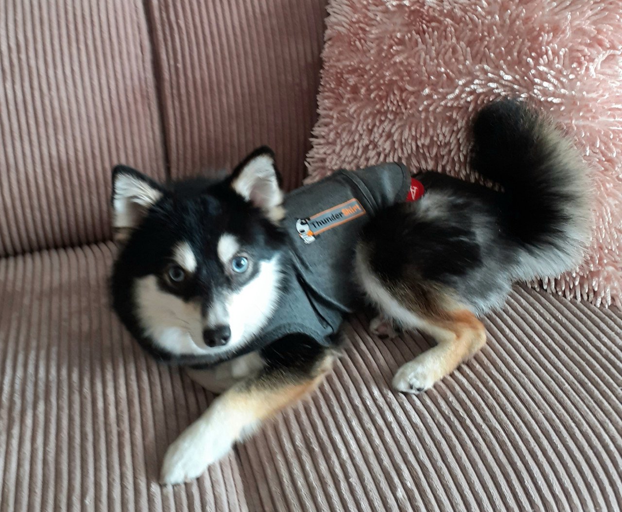Pomsky F2