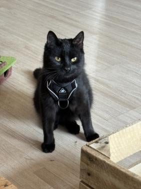 Binx 8 maanden zoekt gouden mand