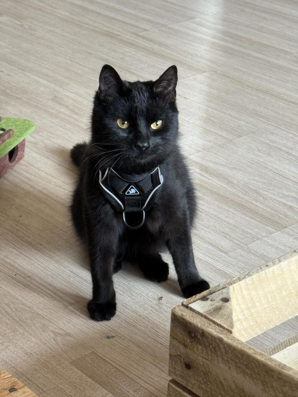 Binx 8 maanden zoekt gouden mand