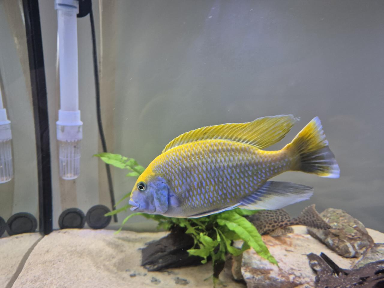 Nimbochromis venustus