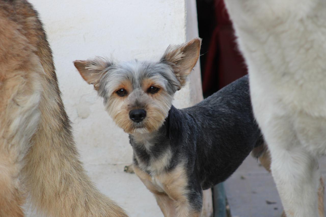 Alora Dog Rescue: Donny, deze lieverd zoekt een baasje