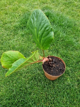 Schoenlappersplant