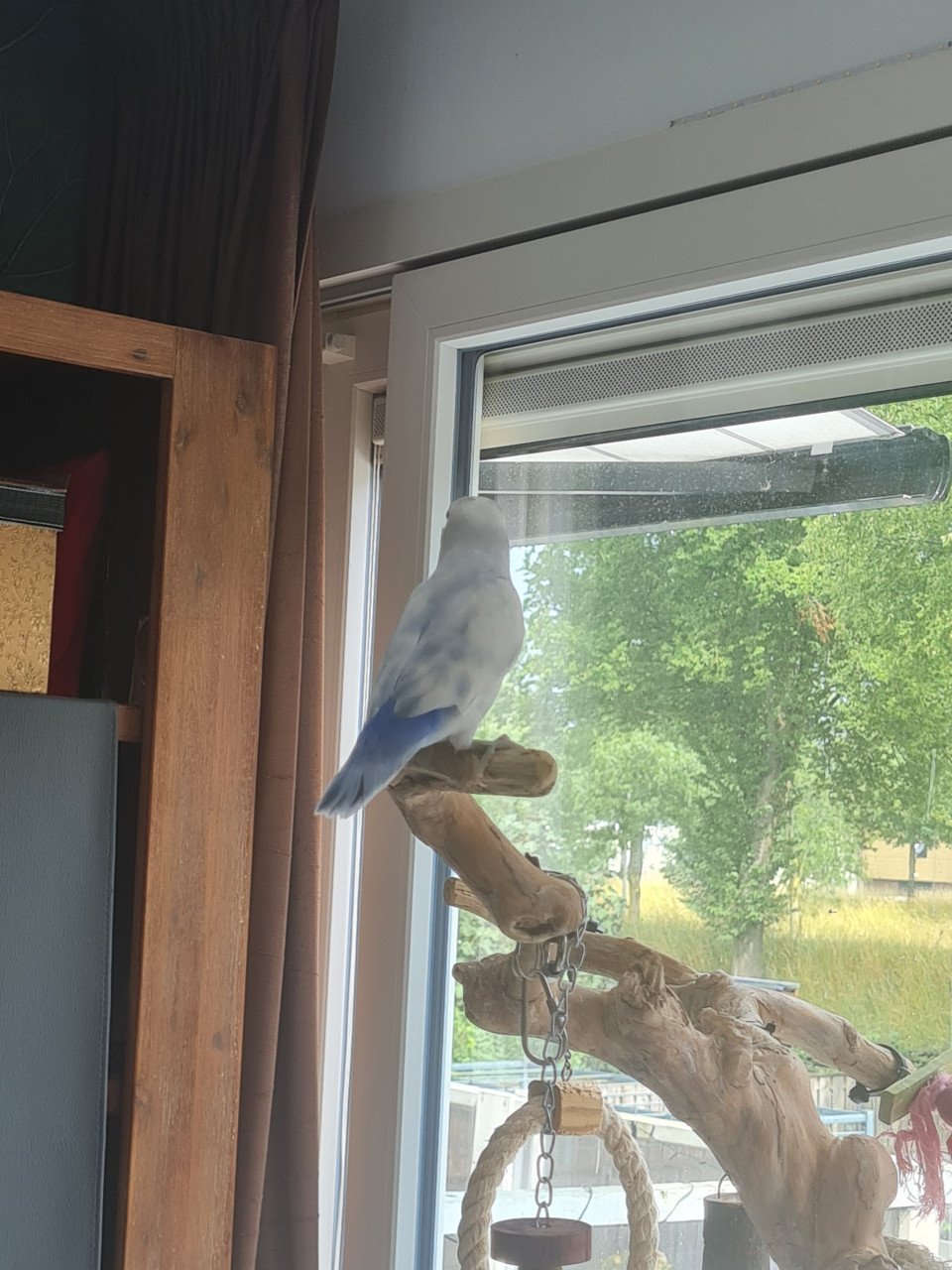 Jonge Agapornis Roseicollis te koop
