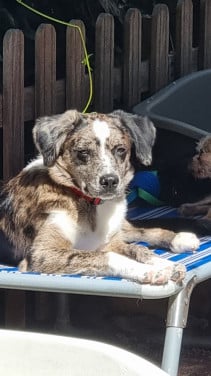 Goed thuis gezocht voor lieve pup van 7,5 maand oud