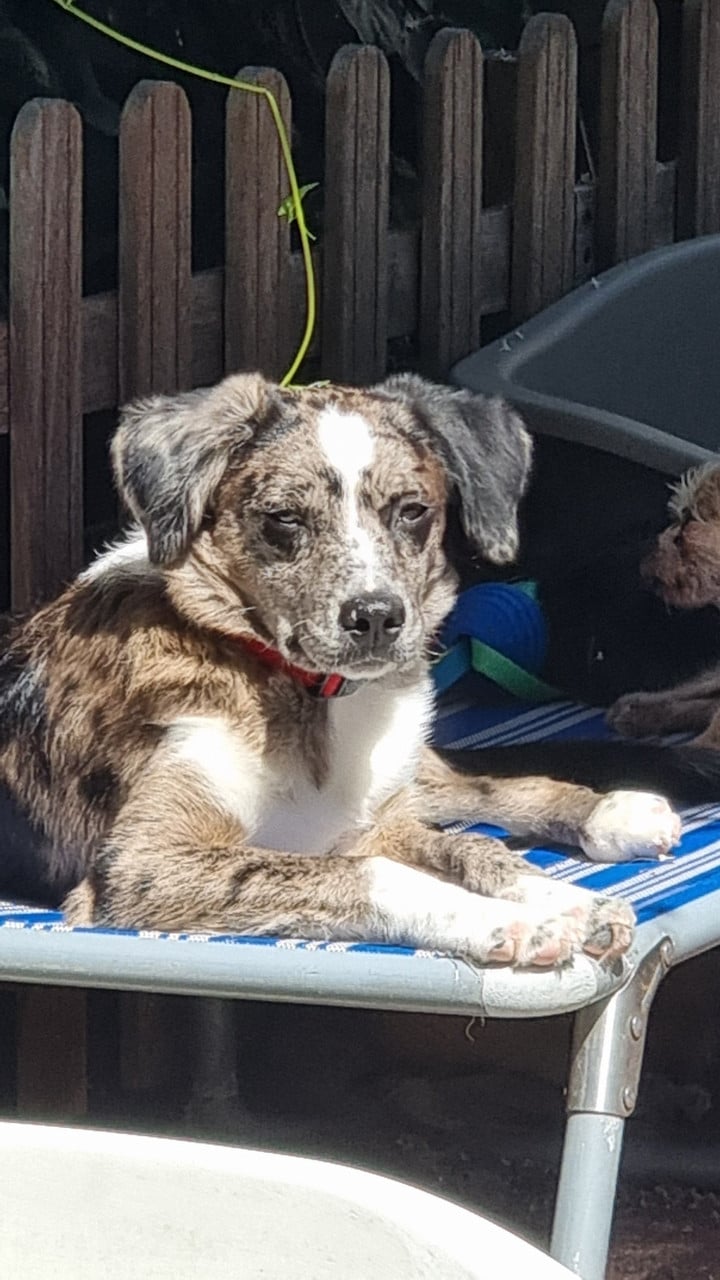 Goed thuis gezocht voor lieve pup van 7,5 maand oud