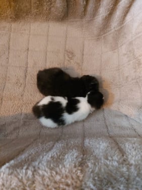 Kittens zoeken een liefdevol huisje