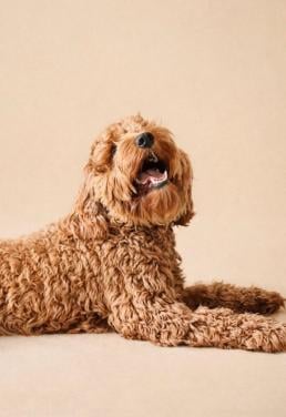 Rode labradoodle dekreu | Getest | Bewezen nakomelingen