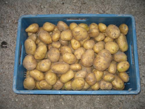FRIESLANDERS