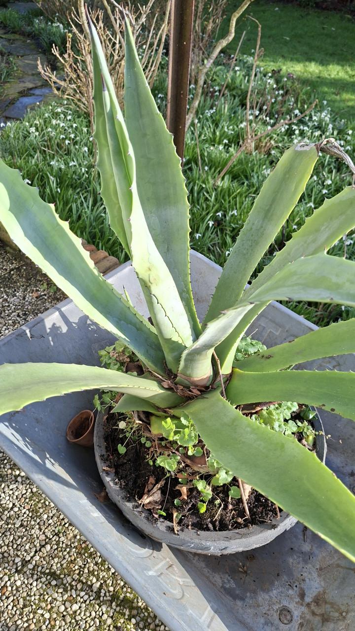 Grote Aloë Vera plant inclusief pot