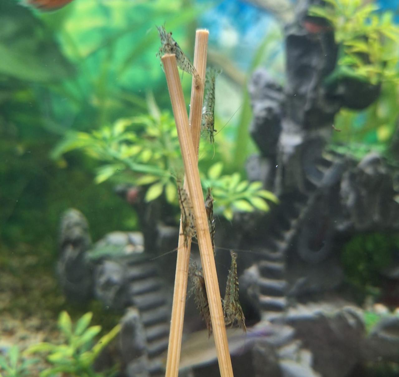 Garnalen ( wildkleur)